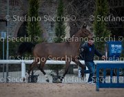 Zingaro Tosc Tour2013- S5 1605 : Arezzo, Cavalli d'Italia, Toscana Tour 2013, Zingaro, foto di Stefano Secchi ©